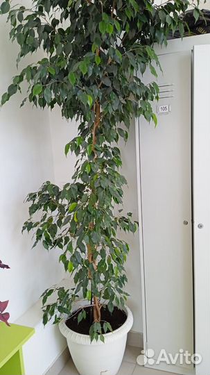 Фикус Бенжамина