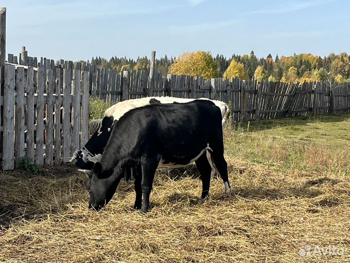Стельная тёлка