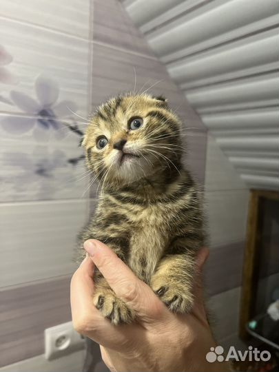 Шотландская