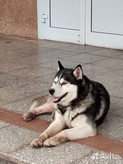 Сибирский хаски