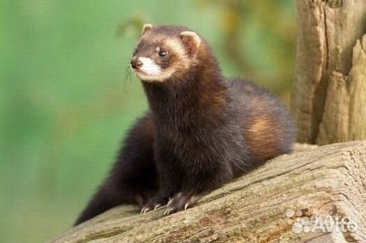 Продам Хорьков девочек