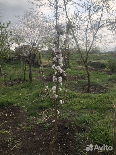 Деревья фруктовые