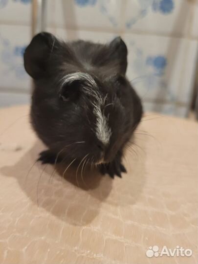 Морские свинки