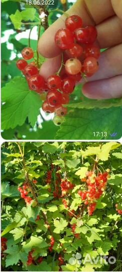 Саженцы Красной смородины