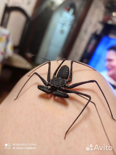 Жгутоногий паук Фрин