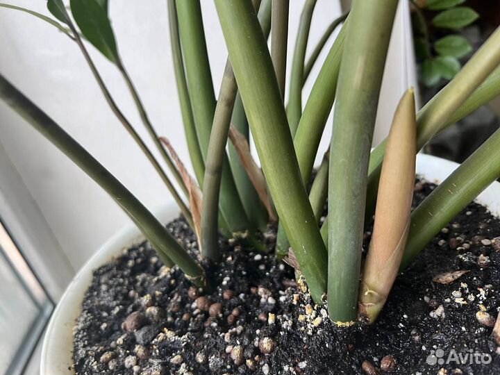 Фикус бенджамина диффенбахия замиокулькас взрослые