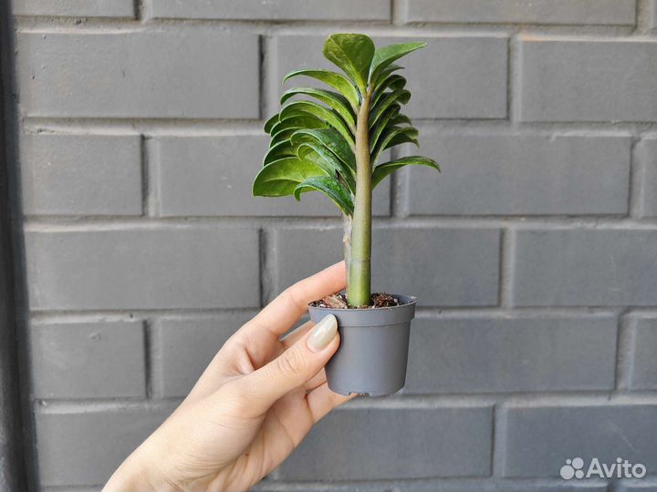 Замиокулькас зензи обнимашки