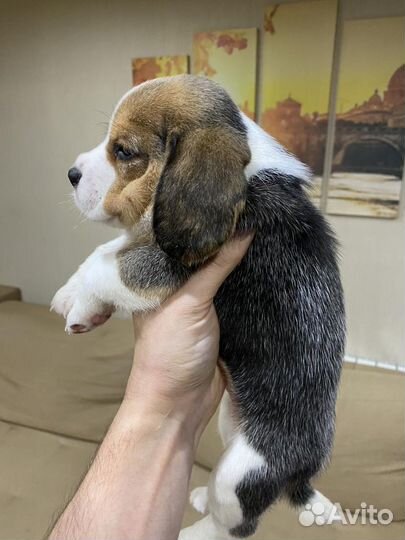 Щеночки бигль (питомник, доставка)