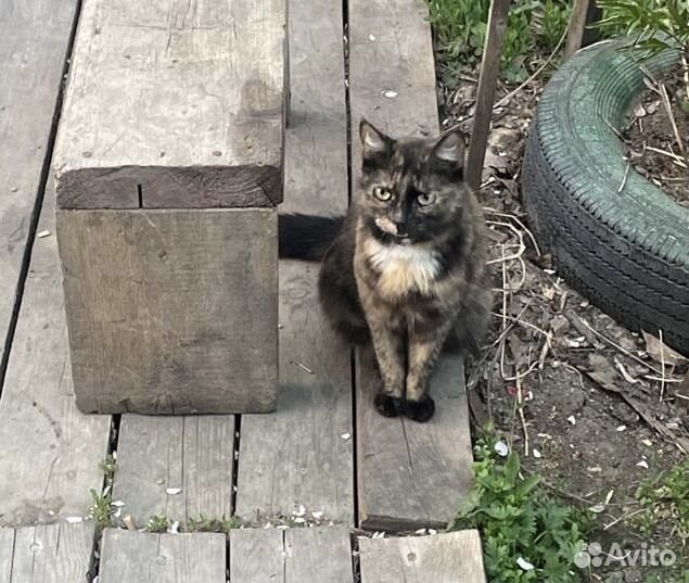 Кошка в дар