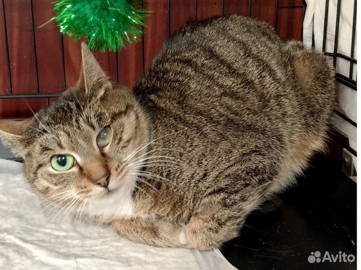 Кошечке нужен дом