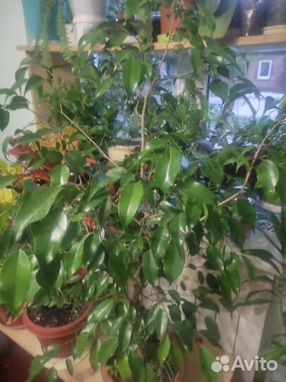 Фикус бенджамина большой