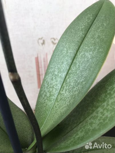 Орхидея фаленопсис Fragranse Trikolor