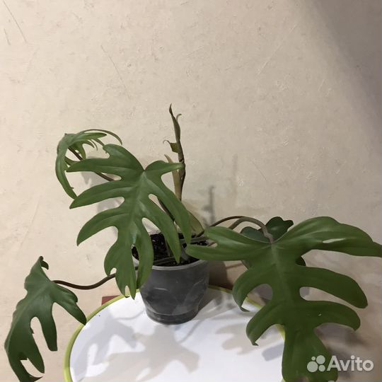 Филодендрон