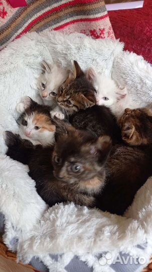 Малыши котятки ищут дом