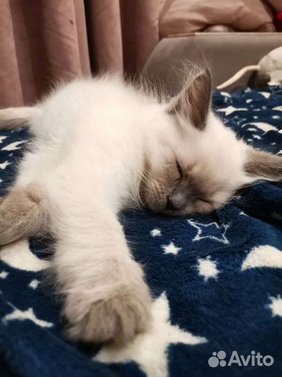 Невская маскарадная котята (девочка)