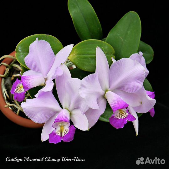 Орхидея. Каттлея. C. Memorial Chuang Wen-Hsien
