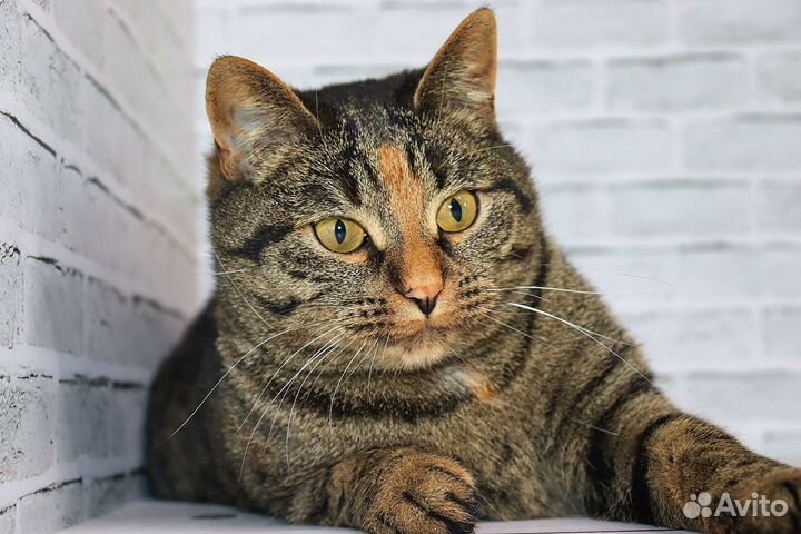 Кошка Шая в поисках дома