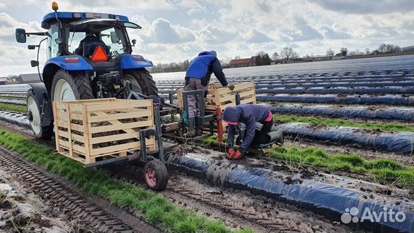 Посадка и сборка овощей с проживанием