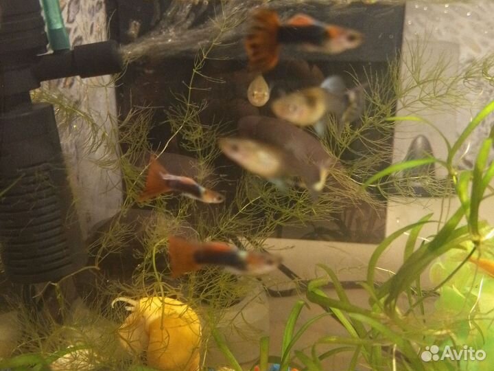 Рыбки гуппи
