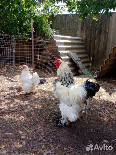 Леггорн далматинец,брама светлая