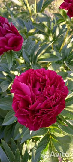 Пионы сортовые