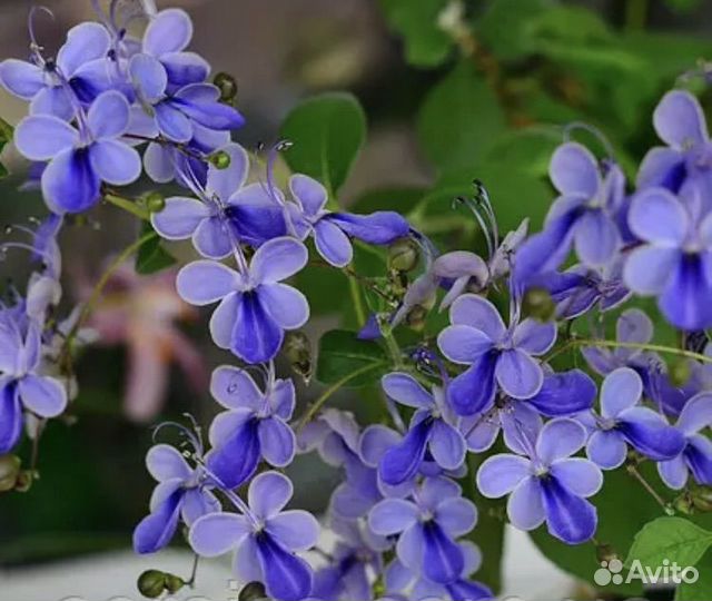 Клеродендрум Угандийский