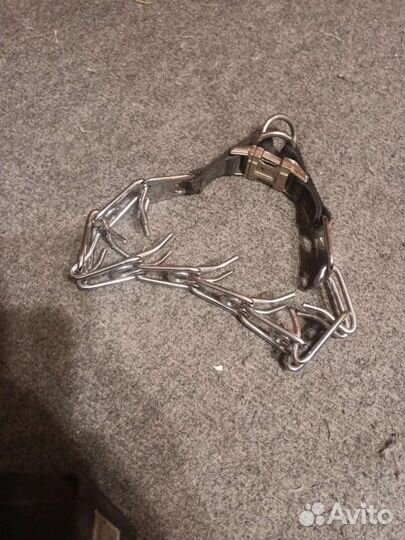 Строгий ошейник и шлейка