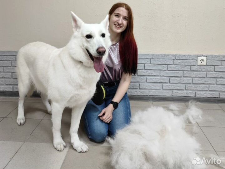 Экспресс линька, мытье, вычесывание кошек и собак