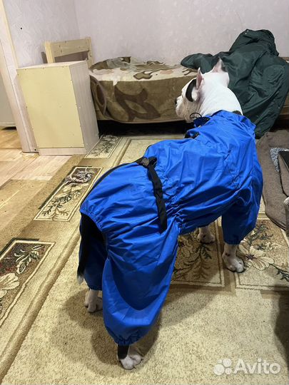 Дождевик для собак