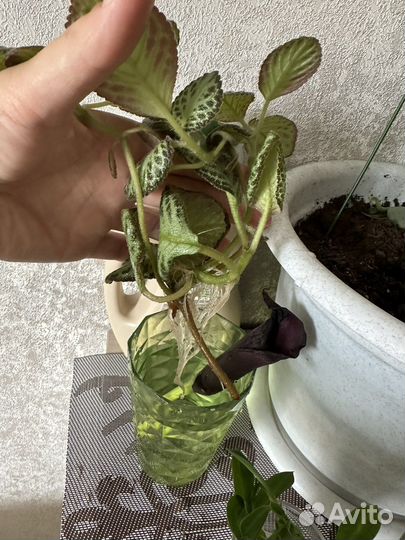 Эписция медно красная