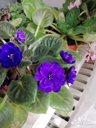 Сортовые фиалки листики на срез