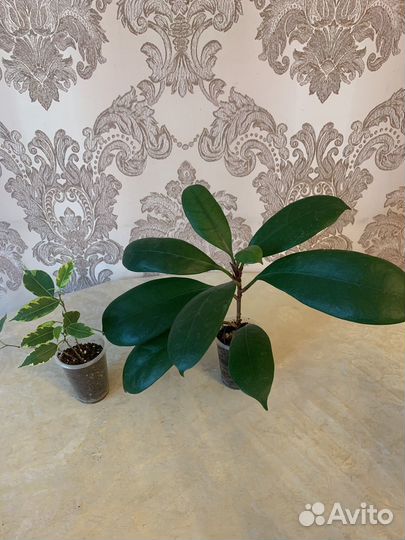 Фикусы набор