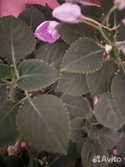 Бальзам. Ванька мокрый