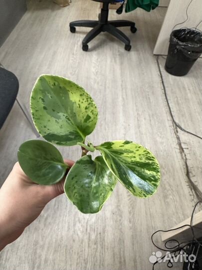 Пеперомия туполистная черенок