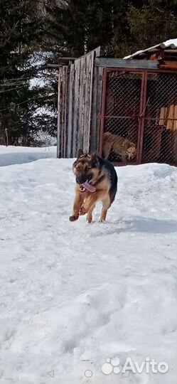 Овчарка немецкая