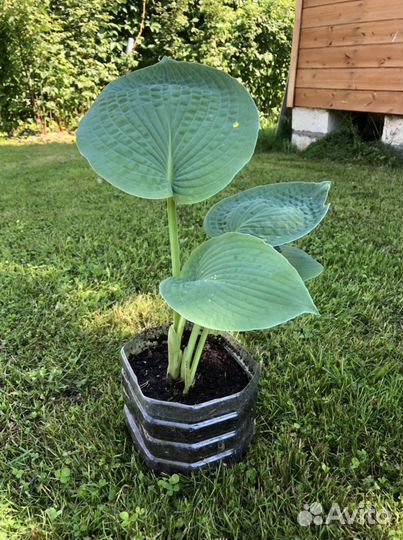 Хоста Блу Ангел Blue Angel