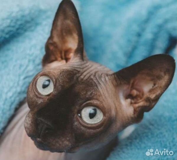Кошки