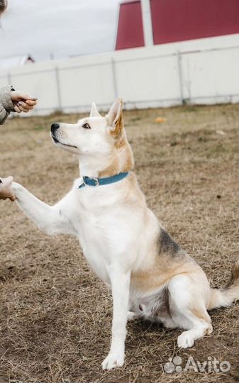 Собака из приюта