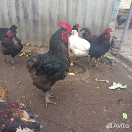 Куры петухи