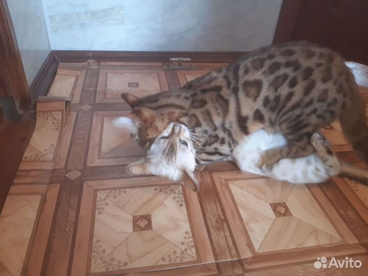 Бенгальские котята