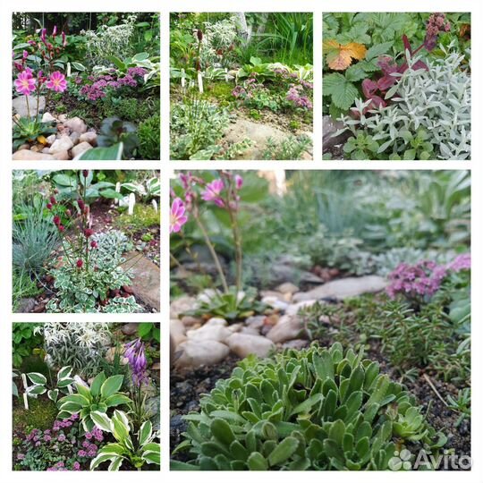 Растения для альпийской горки и рокария