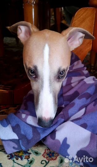 Собака для фотосессии или рекламы