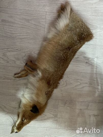 Шкурка животного лисичка