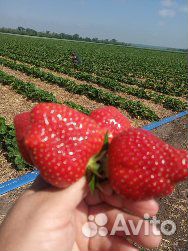 Рассада клубники Азия