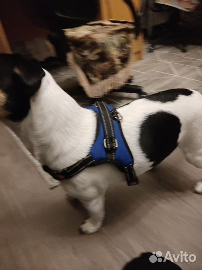 Шлейка для собаки мелких-средних пород