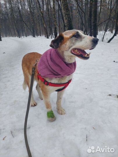 Ласковый песик пострадавший от рук человека