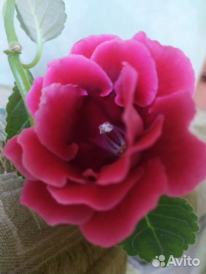 Глоксиния, детка