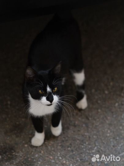 Малышка Капелька (кошка)