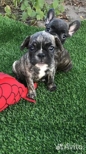 Щенки французского бульдога