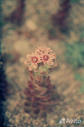 Фотосессия на пленку